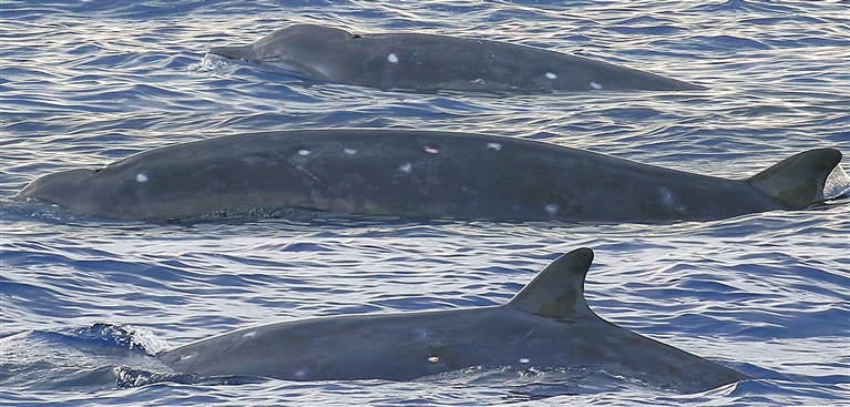 中科院深海所研究團隊在南海發現神秘喙鯨