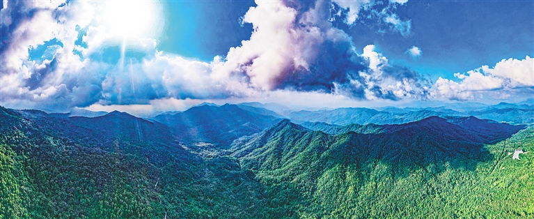 海南热带雨林国家公园管理局霸王岭分局扩种乡土果树，扩大海南长臂猿栖息地