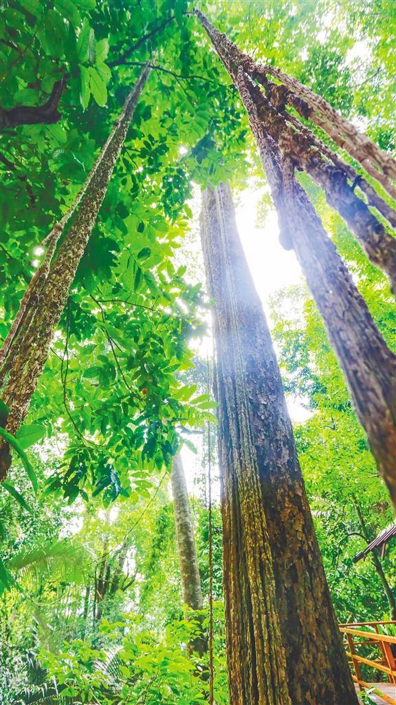 热带雨林万物生长