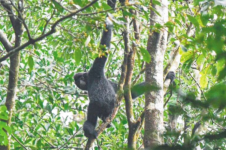 海南热带雨林国家公园“转正”，交出亮眼“成绩单”