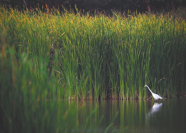 三亚河东湿地公园，白鹭鸟在栖息