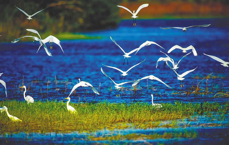 在海尾国家湿地公园，候鸟自由飞翔