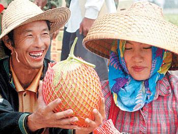 遇干旱没水种稻,乐东县农民改种瓜菜更赚钱 --