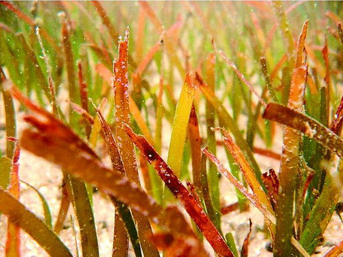 海南在全国首建海草特别保护区 总面积23.2平
