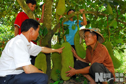 种植木菠萝助海南农民增收 脱贫致富 -- 海南省