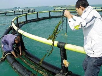 省水产研究所开展海带新品种养殖试验 -- 海南