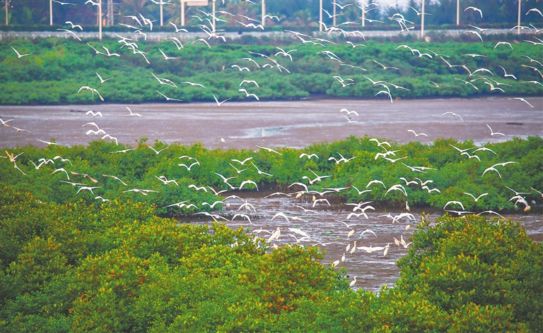 海口东寨港红树林湿地，白鹭翩翩起舞