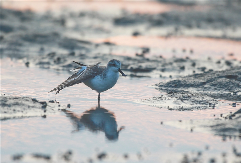 极危鸟类勺嘴鹬在儋州湾安全越冬