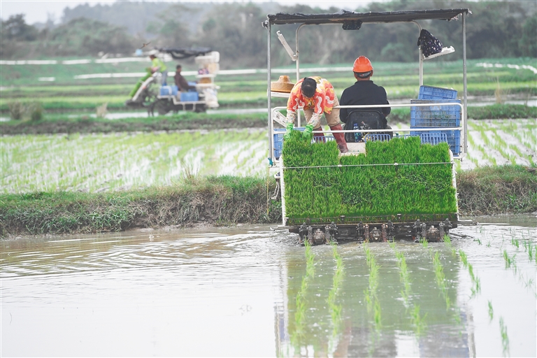 文昌推广机械化种植，提高水稻产量