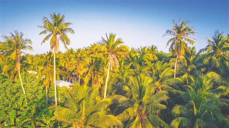 文昌着力扩大椰子种植面积