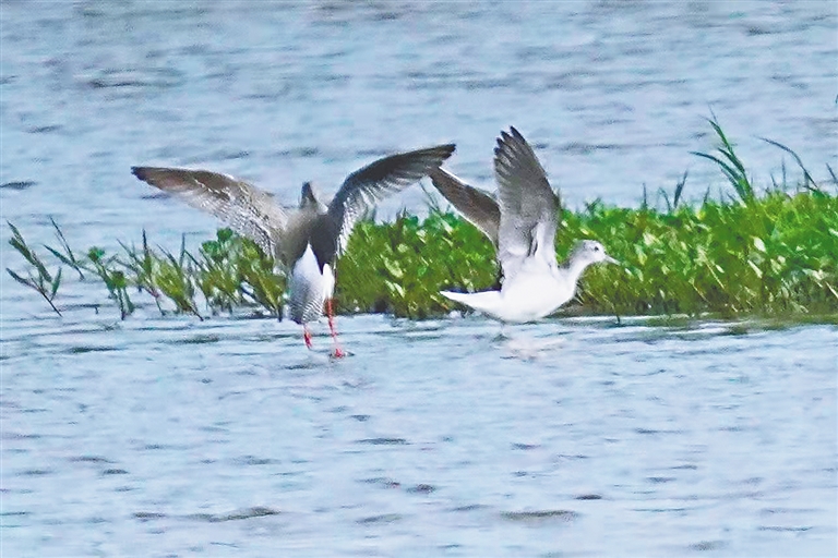 昌江海尾国家湿地公园(试点)又记录到一种鸟类