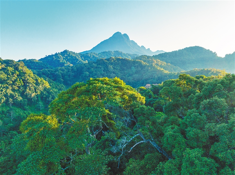 海南热带雨林国家公园设立以来，物种保护和生态价值转化取得积极进展