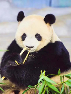 热带大熊猫兄弟登岛暨海野熊猫世界开馆2周年庆祝活动