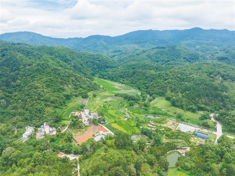 五指山市毛纳村探索发展茶旅融合产业促进农业增效农民增收