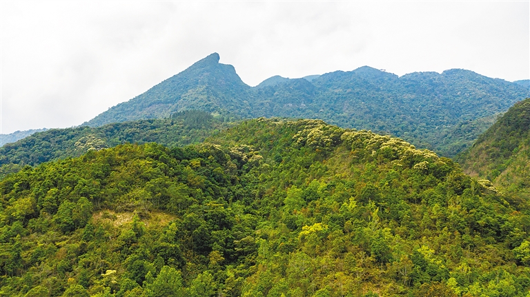鹦哥岭自然保护区（海南鹦哥岭自然保护区）