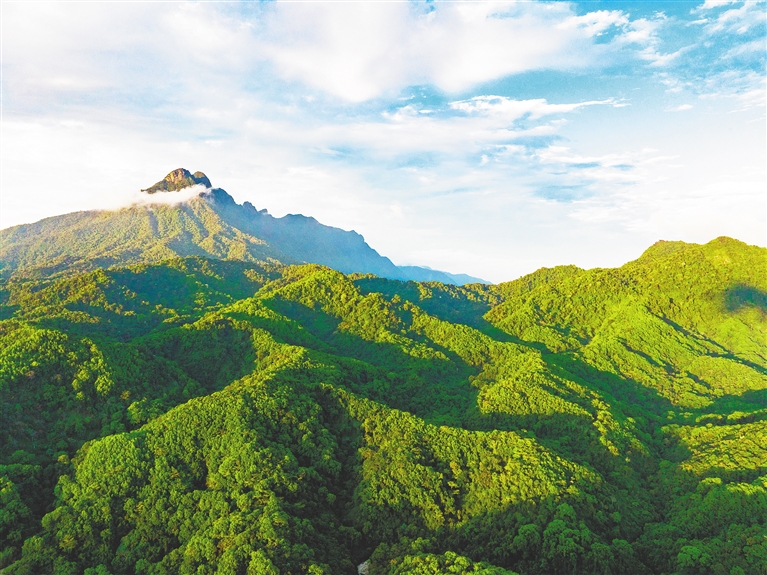 绿意盎然的海南热带雨林国家公园五指山片区