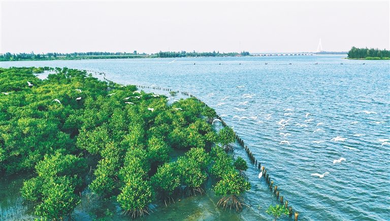 海口东寨港红树林国家级自然保护区