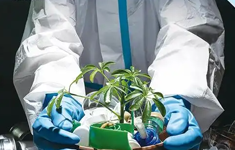 进境植物繁殖材料特许审批新模式